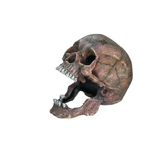 Nobby Aqua Scull Nobby Aqua Scull