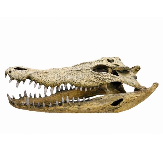 Nobby Aqua Crocodile Scull Nobby Aqua Crocodile Scull