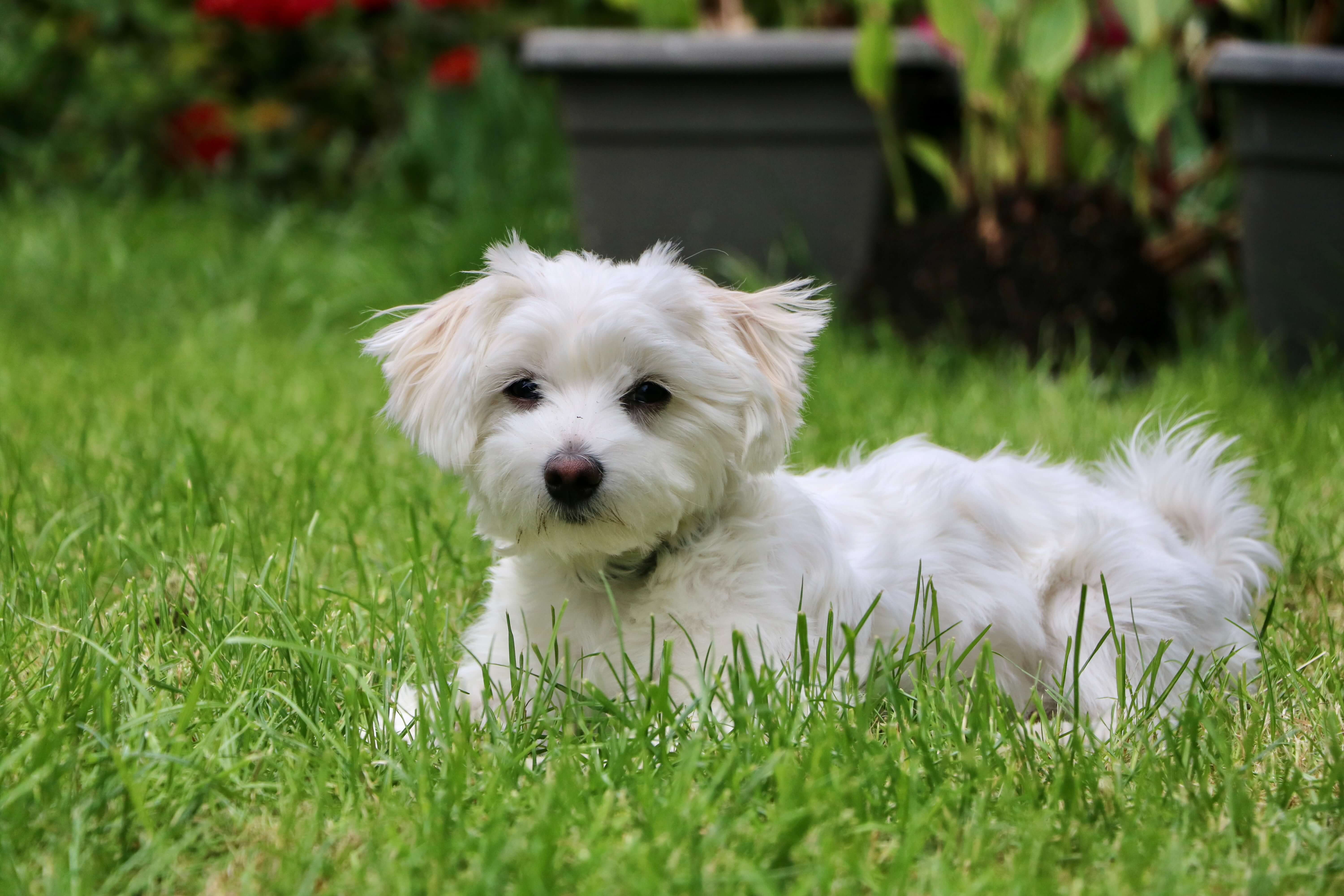 Μαλτέζ - Maltese - Gatoskilo