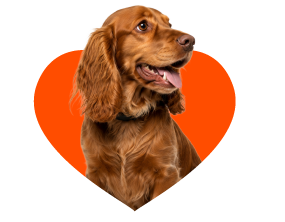 Category Menu - Dog Item