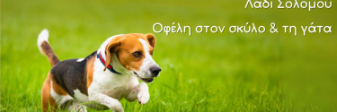 Λάδι Σολομού | Οφέλη για τον σκύλο και τη γάτα