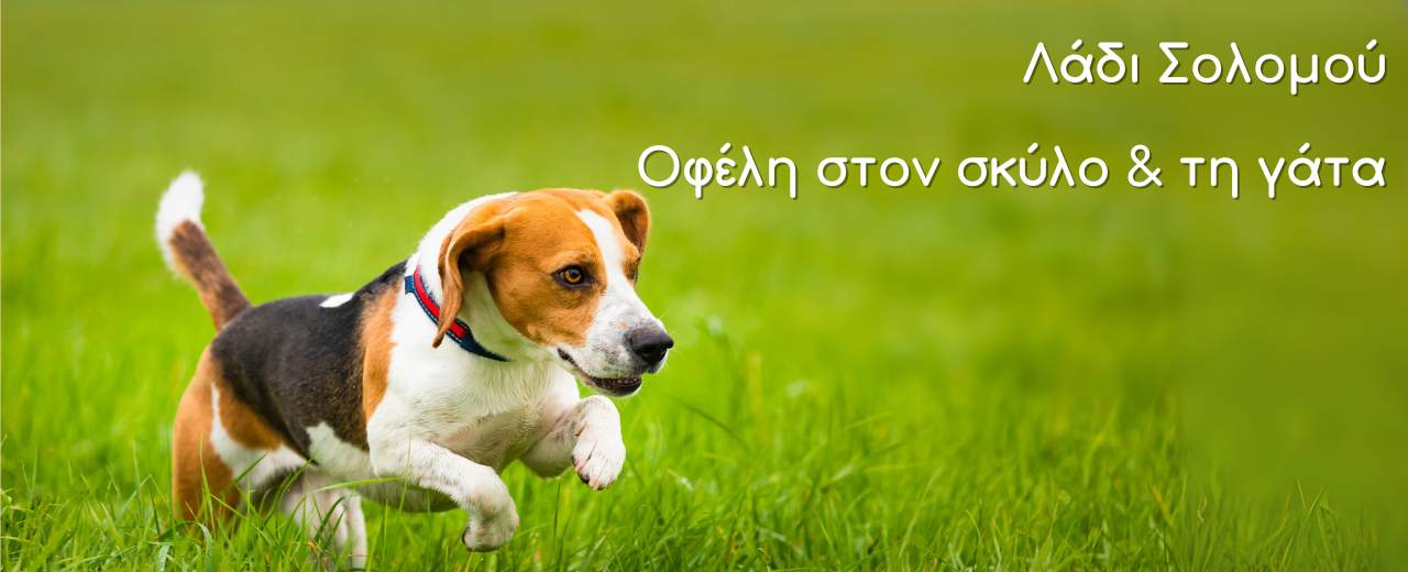 Λάδι Σολομού | Οφέλη για τον σκύλο και τη γάτα