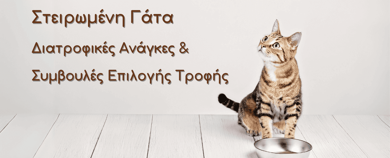 Η Καλύτερη Τροφή για Στειρωμένες Γάτες: Διατροφικές Ανάγκες και Συμβουλές Επιλογής 