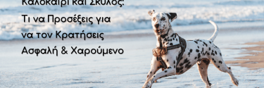 Καλοκαίρι και Σκύλος: Τι να Προσέξεις για να Τον Κρατήσεις Ασφαλή & Χαρούμενο