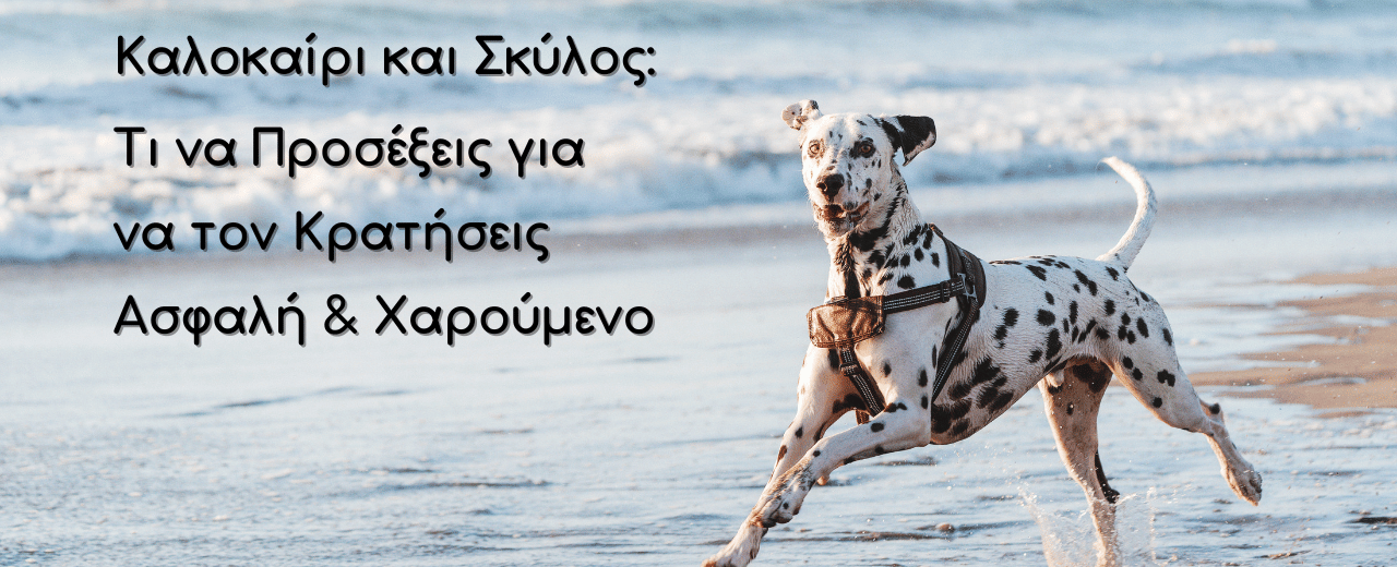 Καλοκαίρι και Σκύλος: Τι να Προσέξεις για να Τον Κρατήσεις Ασφαλή & Χαρούμενο